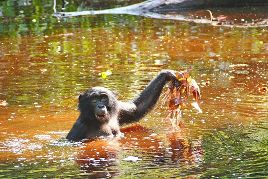 Bonobo Diyetindeki Su Bitkileri İnsan Evrimini Aydınlatıyor