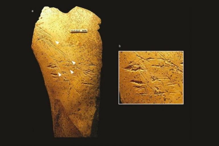 İngiltere’de Avrupa’nın En Eski Kemik Aletleri Bulundu