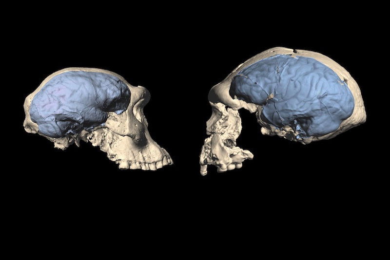 İlk Homo Türü, Afrika’yı Maymun Benzeri Beyinlerle Terk Etti