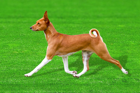 Antik DNA, Köpeklerin Evrimi Hakkında İpuçları Veriyor