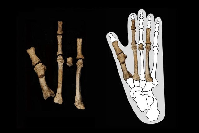 Lucy ile Çağdaş Bir İnsan Akrabasına Ait Fosil Ayak Bulundu