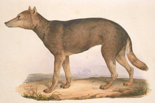 Japon Kurdu, Modern Köpeklerin En Yakın Vahşi Akrabası Çıktı