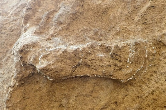 Güney Afrika’da 153.000 Yıllık Homo sapiens Ayak İzleri