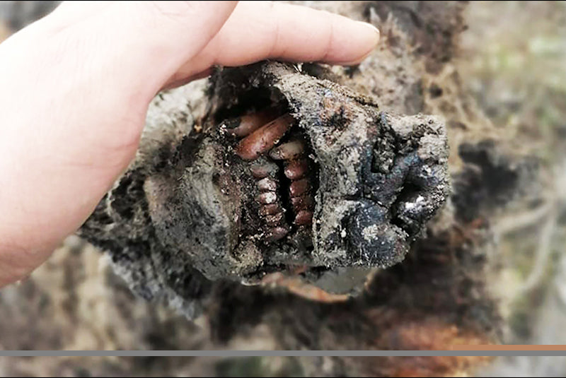 Kuzey Kutbunda Nesli Tükenmiş Mağara Ayısı Bulundu