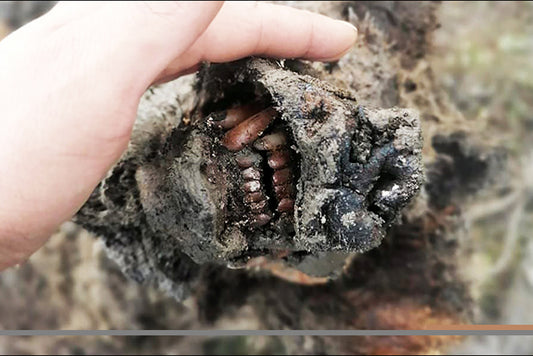 Kuzey Kutbunda Nesli Tükenmiş Mağara Ayısı Bulundu