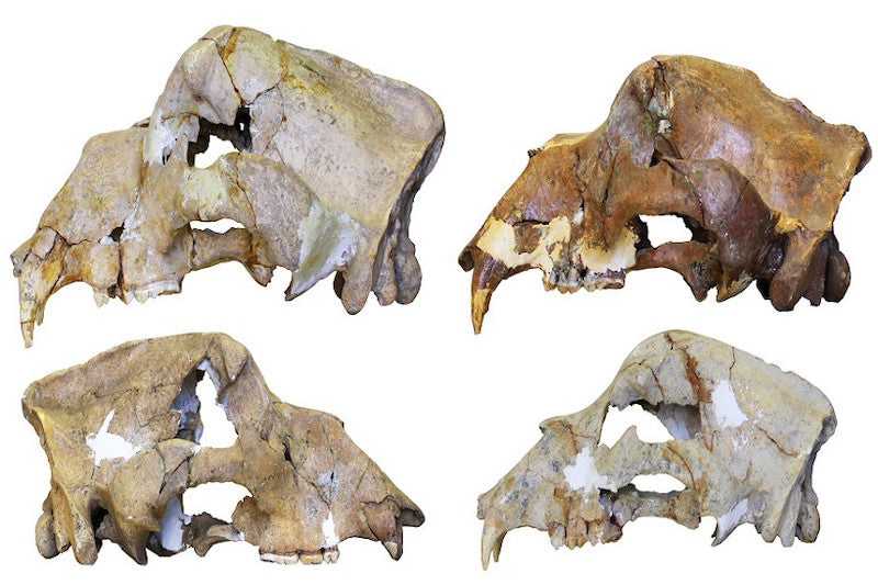 Mağara Ayısı DNA’sı, 360.000 Yıl Sonra Hala Sağlam