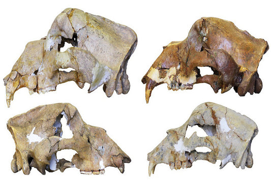 Mağara Ayısı DNA’sı, 360.000 Yıl Sonra Hala Sağlam