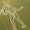 Médiéval et culotté, le mystérieux géant de Cerne Abbas, en Angleterre, commence à livrer ses secrets