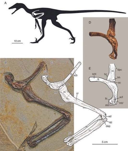 Velociraptor Akrabası, Kanat Benzeri Dört Uzvu Olan Bir ‘Ejderdi’
