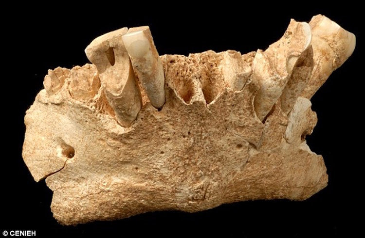 Avrupa’nın İlk İnsanları Ateş Kullanmıyor ve Çiğ Yiyordu