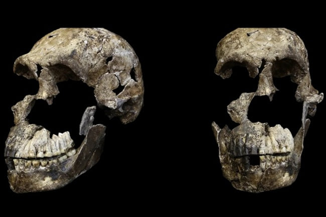 Homo naledi’nin Beyninde Dille İlgili Bir Bölge Genişlemiş