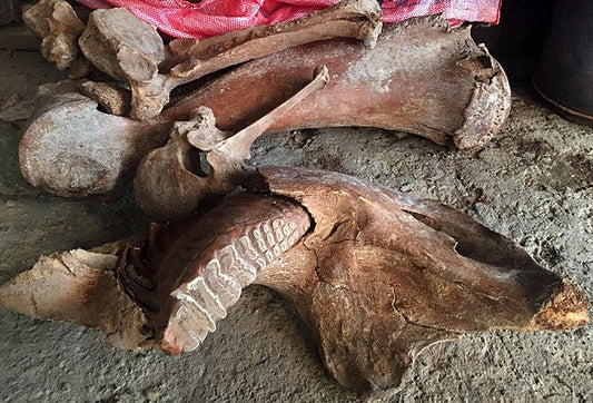 Tarlasını sürerken 'antik fil fosili' buldu