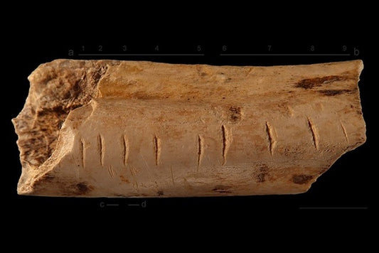 Neandertaller ve Diğer Eski İnsanlar Saymayı Nasıl Öğrendi?