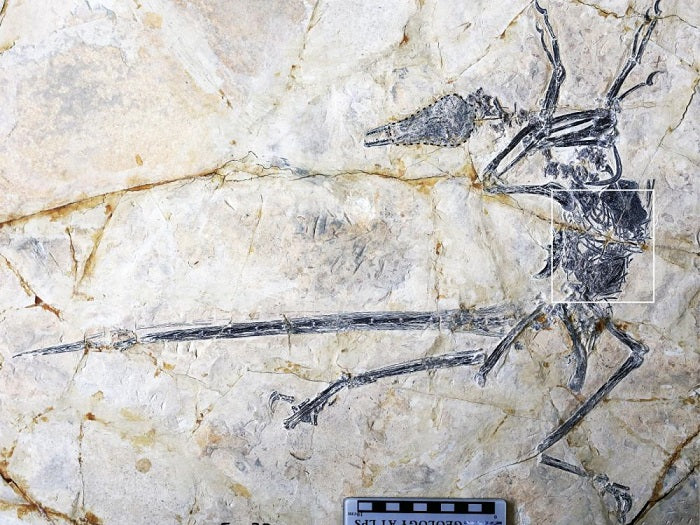 Une nouvelle espèce de lézard découverte dans l'estomac d'un dinosaure !