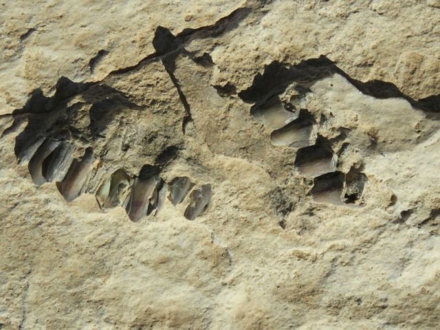 Découverte d'empreintes humaines vieilles de 120.000 ans en Arabie saoudite