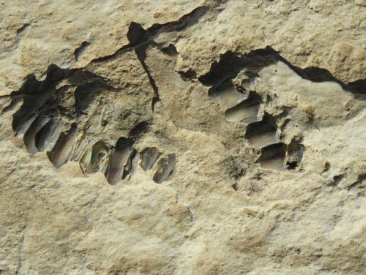 Découverte d'empreintes humaines vieilles de 120.000 ans en Arabie saoudite