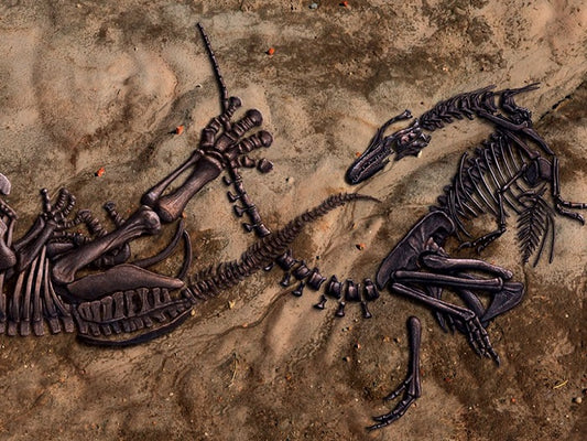 T.rex et triceratops se sont-ils entretués ? Un fossile mythique à l'étude