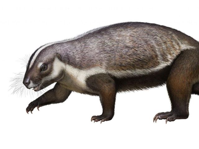 Un étrange mammifère du Gondwana découvert à Madagascar