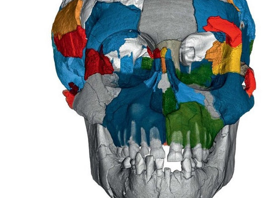 Morphométrie 3D : une révolution dans la paléontologie