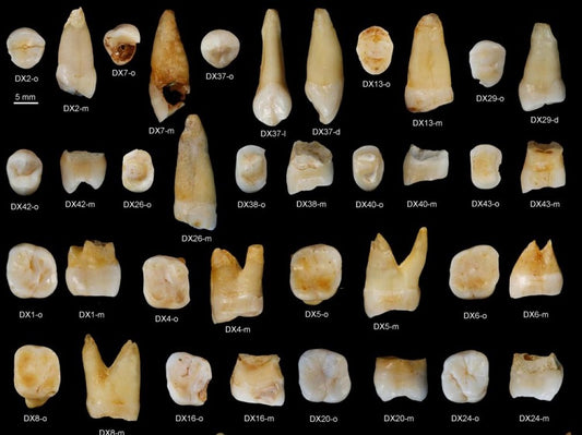 Les dents, une mémoire qui résiste à l'usure du temps