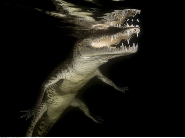 Pourquoi les crocodiles ont peu changé depuis l’époque des dinosaures