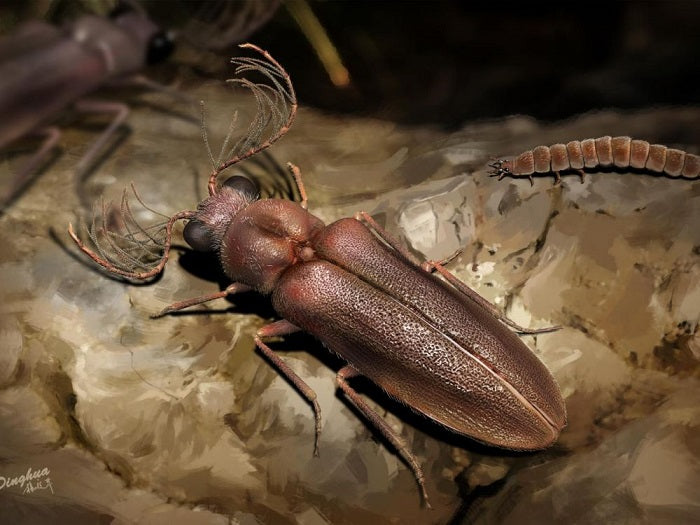 Découverte d'un insecte bioluminescent piégé dans l'ambre