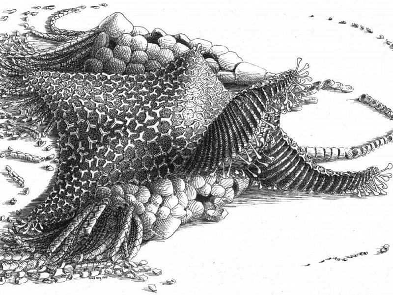 Découverte d'un fossile de 480 millions d'années proche d'une étoile de mer