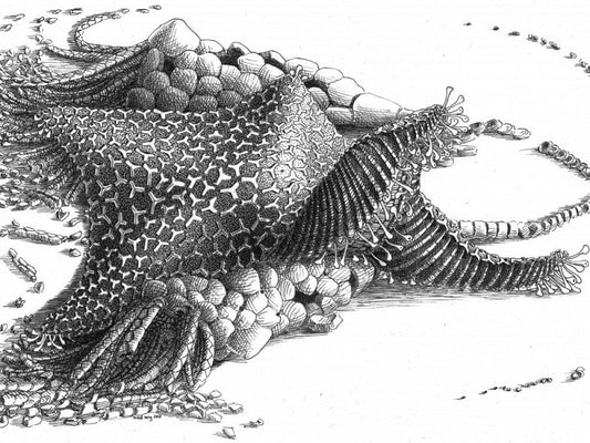 Découverte d'un fossile de 480 millions d'années proche d'une étoile de mer