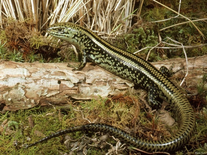 Le plus ancien fossile de lézard à langue bleue découvert en Australie