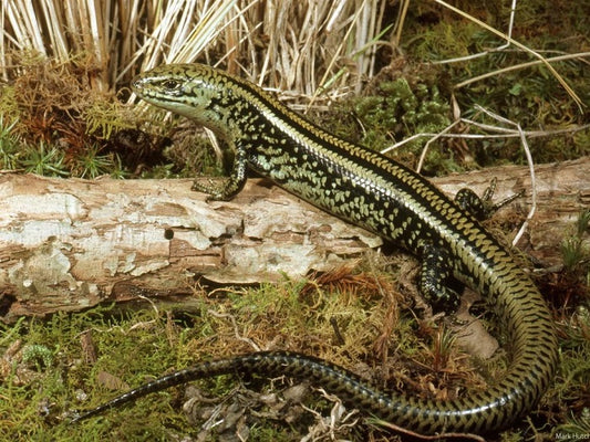 Le plus ancien fossile de lézard à langue bleue découvert en Australie