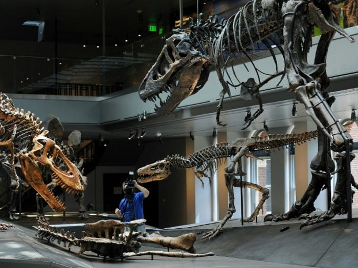 Les T. rex adolescents ont évincé les espèces de dinosaures plus petites