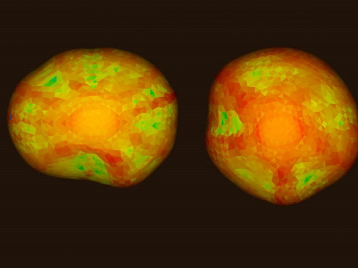 Un gène néandertalien altère le développement du cerveau humain moderne