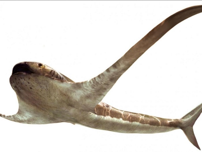 Un fossile de requin ailé à l'allure de raie manta