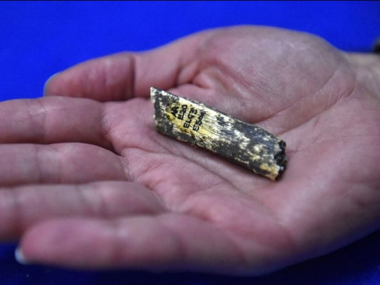 Grotte de Tautavel : un rare bout d'ossement vieux de 450.000 ans identifié