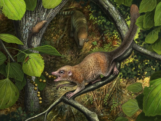 Revue de fossiles pour Purgatorius, le plus ancien des primates
