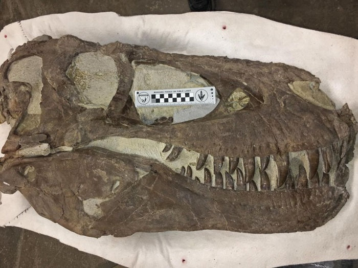 Certains tyrannosaures vivaient-ils en groupe ?