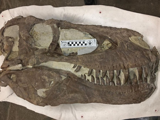 Certains tyrannosaures vivaient-ils en groupe ?