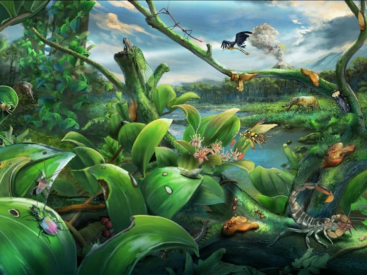 A la découverte de la forêt tropicale de Zhangpu vieille de 15 millions d'années