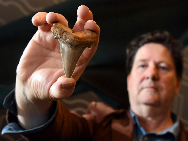 Quand on prenait les dents de requins pour des langues de serpents pétrifiées