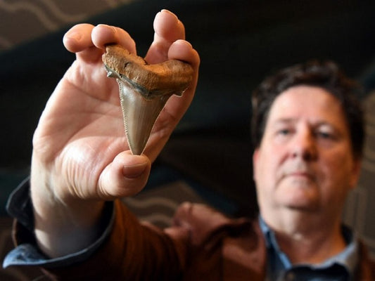 Quand on prenait les dents de requins pour des langues de serpents pétrifiées
