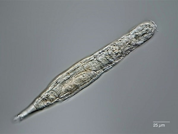 Un animal microscopique survit 24.000 ans dans le permafrost de la Sibérie