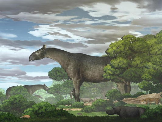 Un fossile de rhinocéros géant et sans corne découvert en Chine