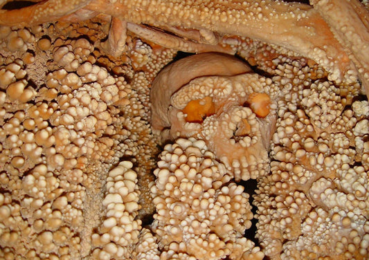 Altamura Adamı En Eski Neandertal DNA Örneğini Sağladı