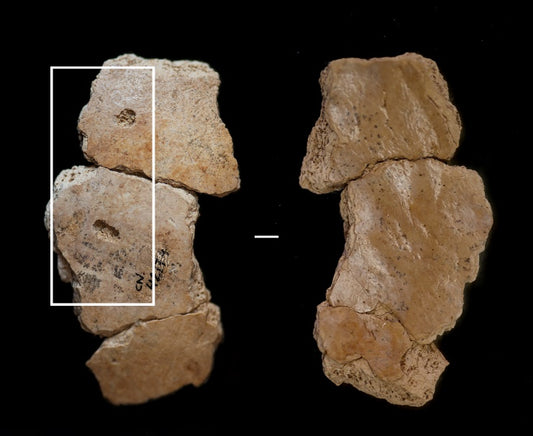 Neandertallerin Büyük Yırtıcıların Saldırısına Uğradığı Kanıtlandı