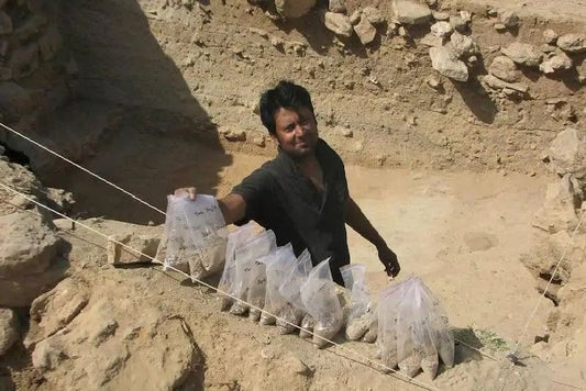 Hindistan’da Süt Ürünleri Üretiminin En Eski Kanıtları Bulundu