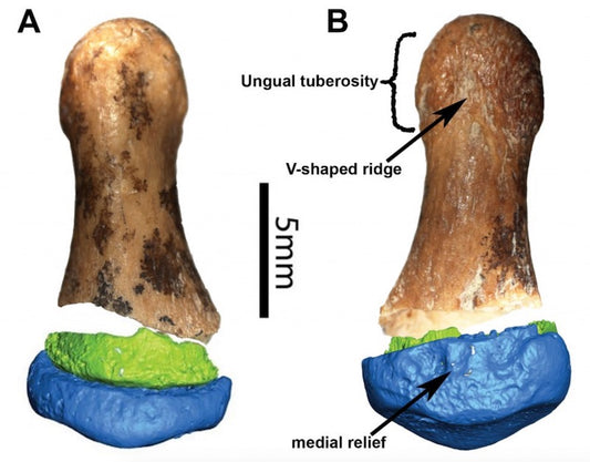 Denisovalı Parmağı Neandertalden Çok Modern İnsana Benziyor