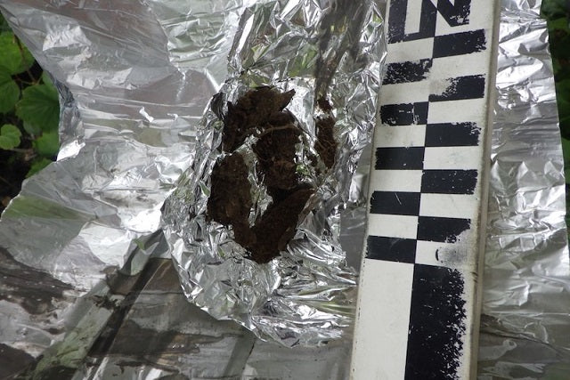 Alaska’da 1.000 Yıllık Nadir Bir Gıda Depolama Çukuru Bulundu