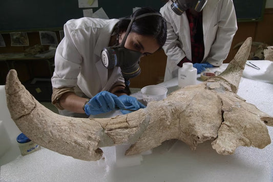 Neandertaller Bu Mağarada Nesiller Boyu Kafatası Biriktirmiş