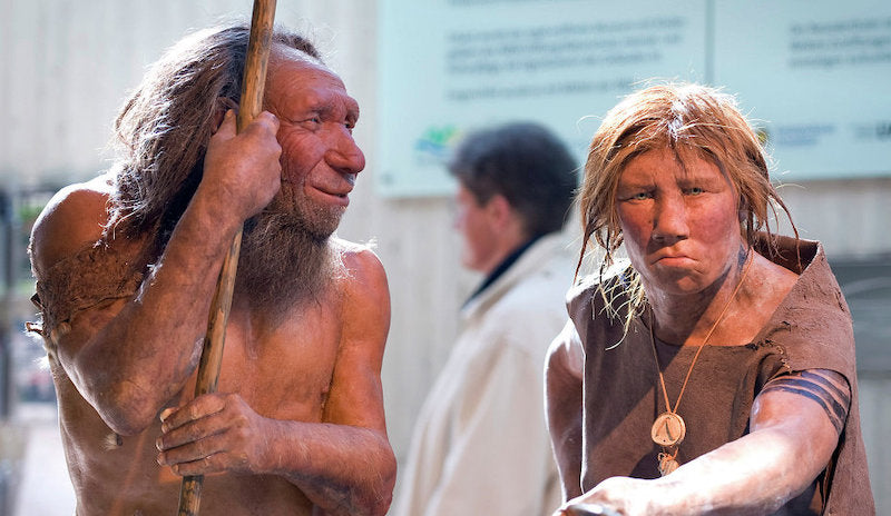 Neandertallerin Ana Besin Kaynağı Kesinlikle Etti