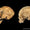 Neandertaller ve Modern İnsanlar: Ayrı Türler mi, Yoksa Aynı mı?